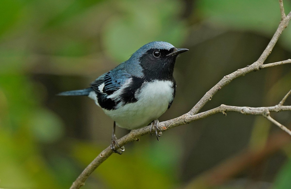 Black-throated Blue Warbler - ML644647376