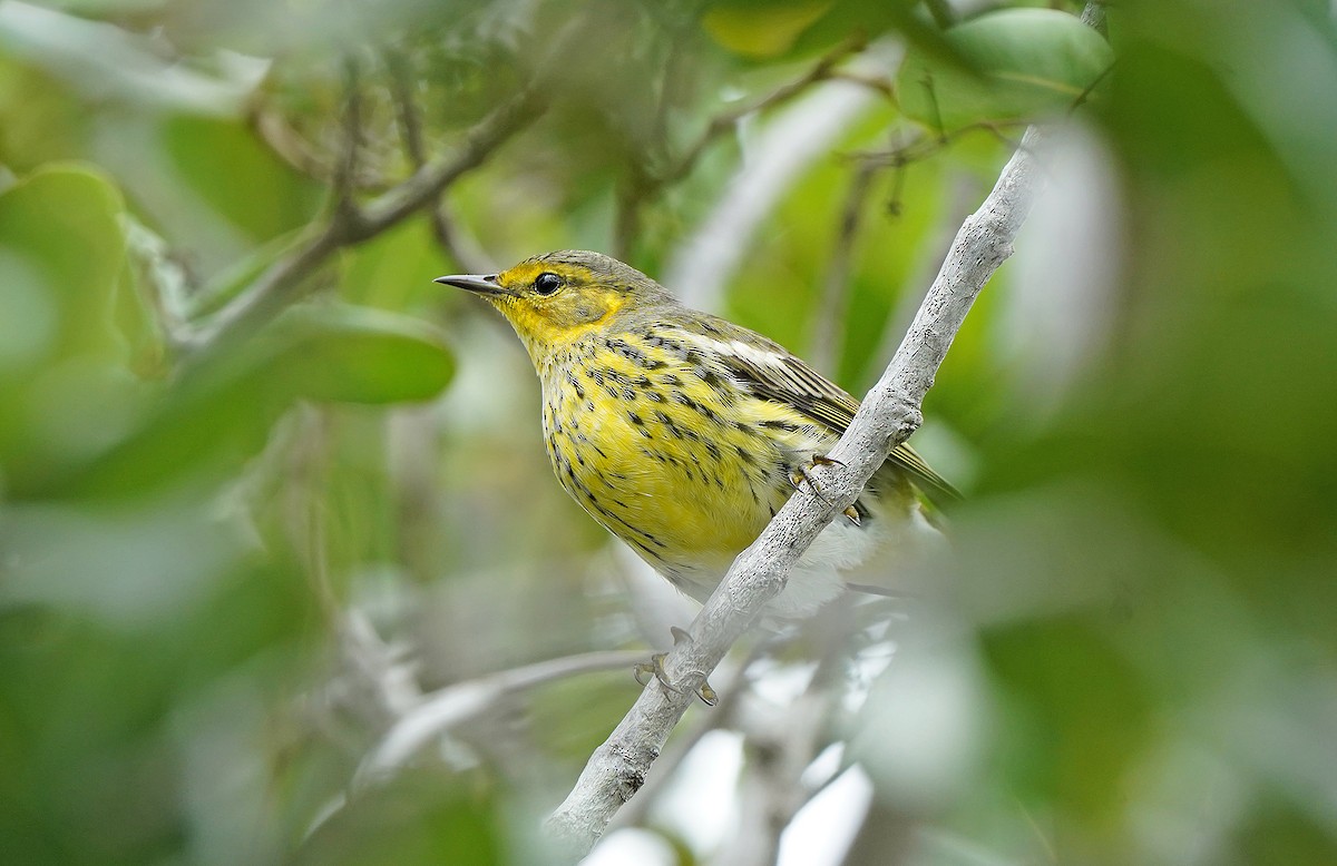 Paruline tigrée - ML644647379