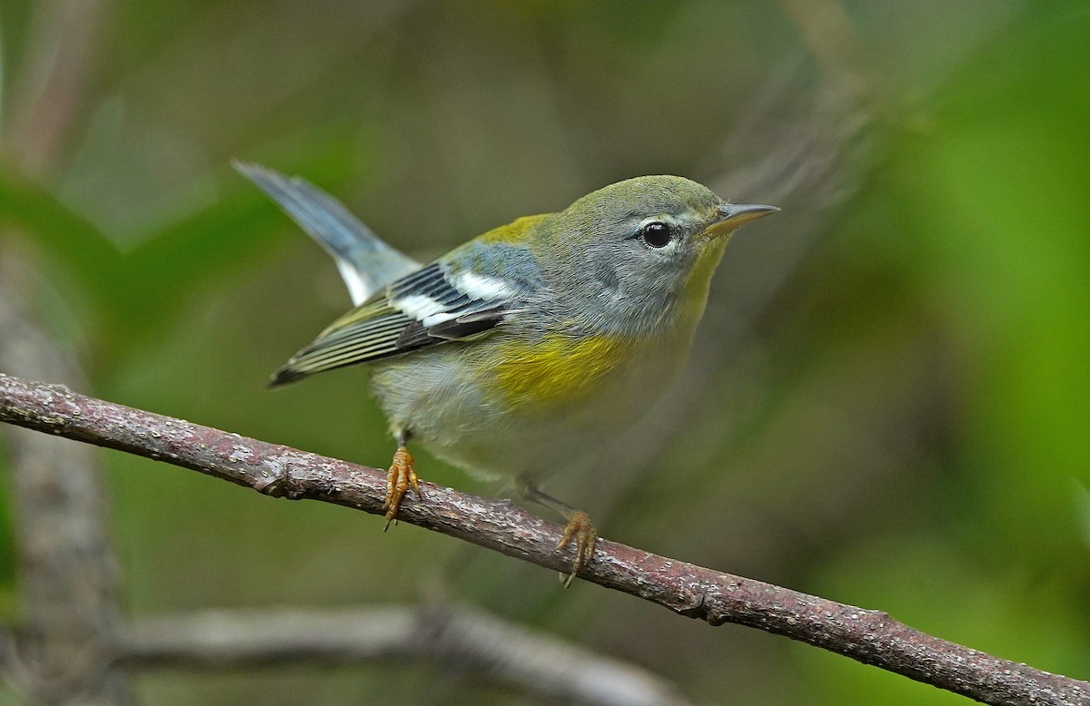 Paruline à collier - ML644647384