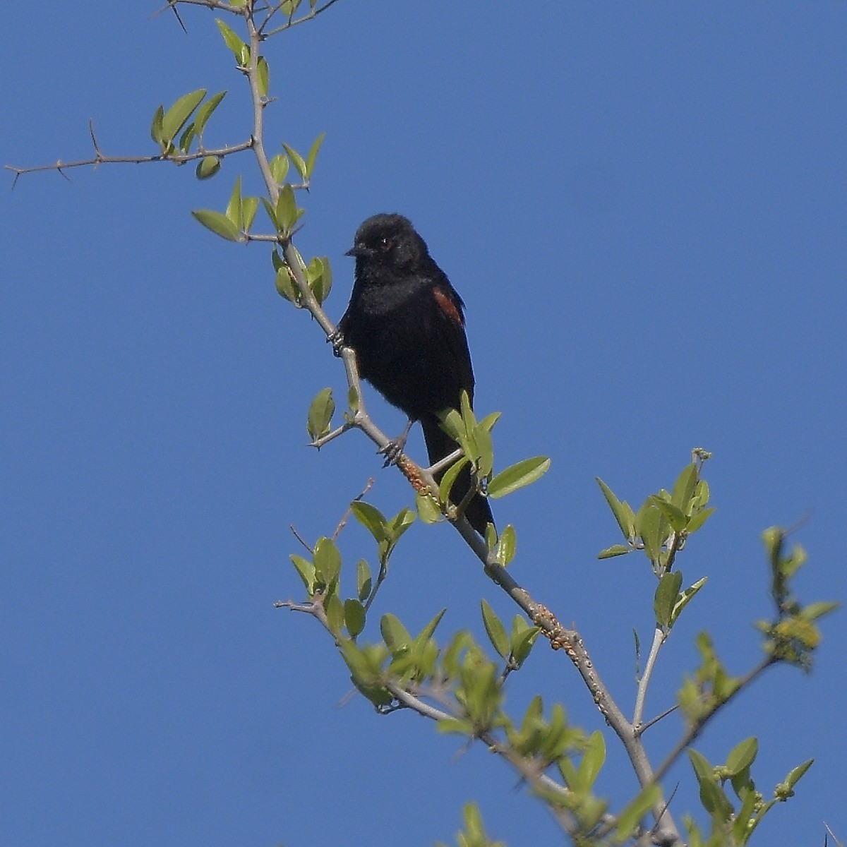 Variable Oriole - ML644647390