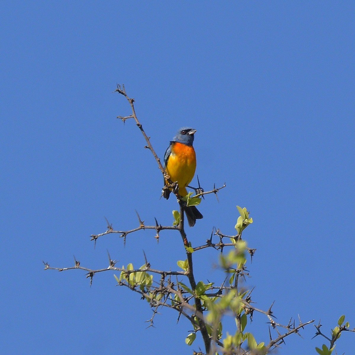 Blue-and-yellow Tanager - ML644647400
