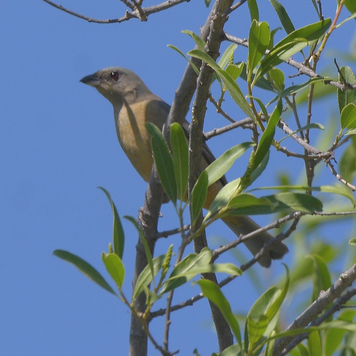Blue-and-yellow Tanager - ML644647401