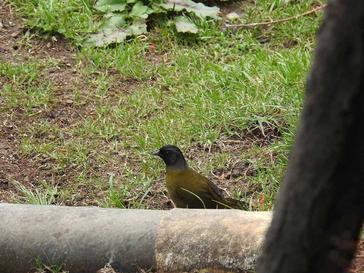 Large-footed Finch - ML644647402