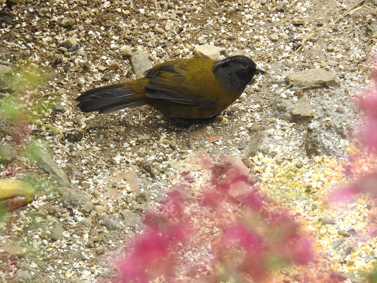 Large-footed Finch - ML644647403
