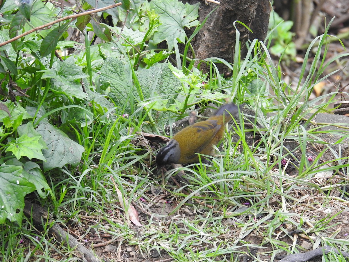 Large-footed Finch - ML644647404