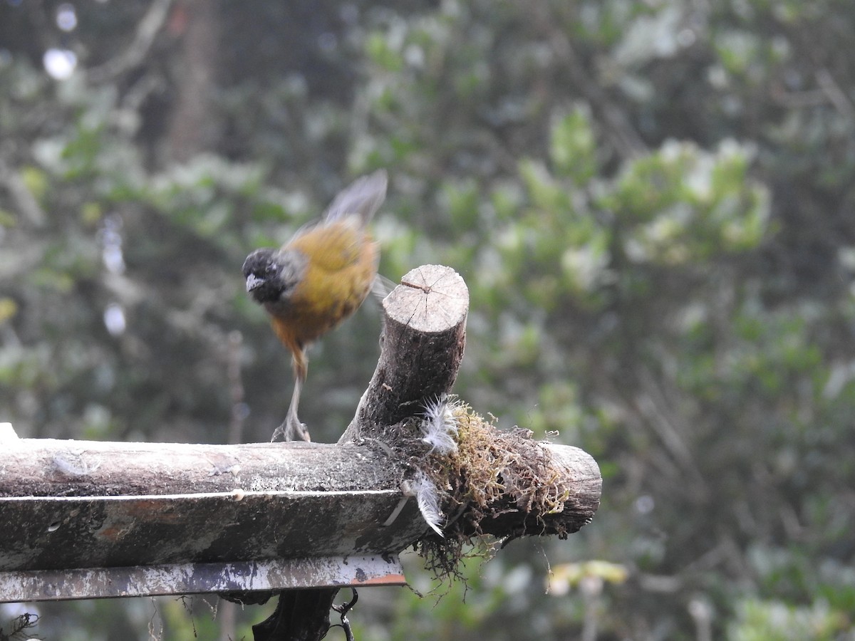 Large-footed Finch - ML644647405