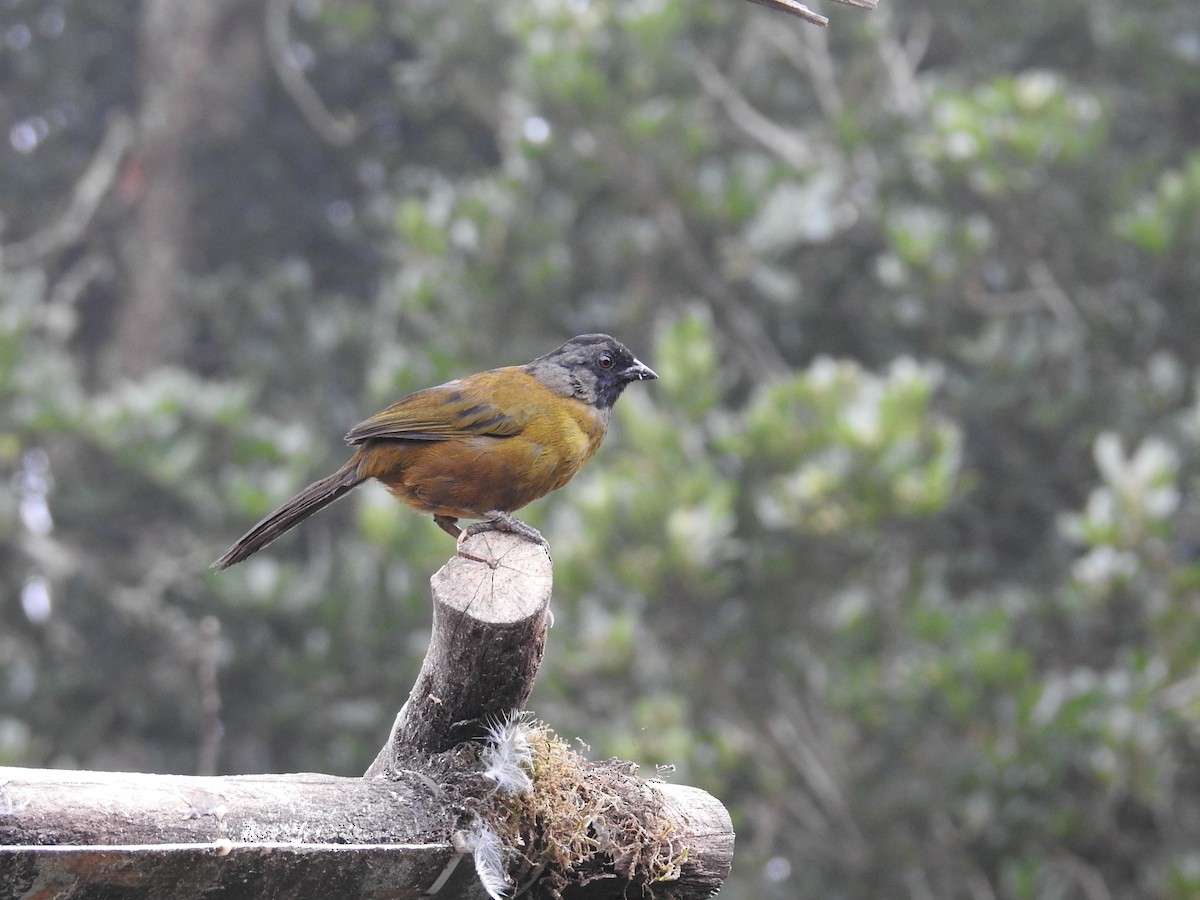 Large-footed Finch - ML644647406