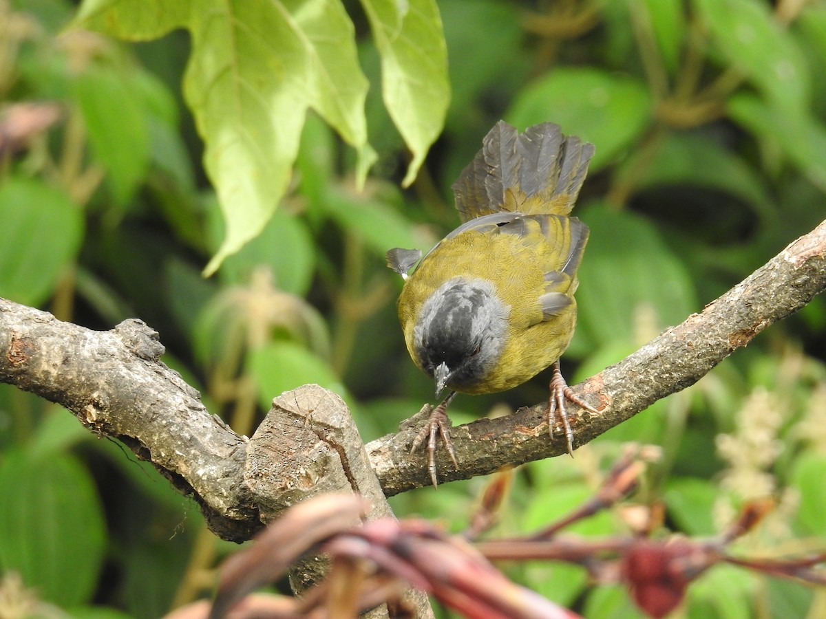 Large-footed Finch - ML644647407