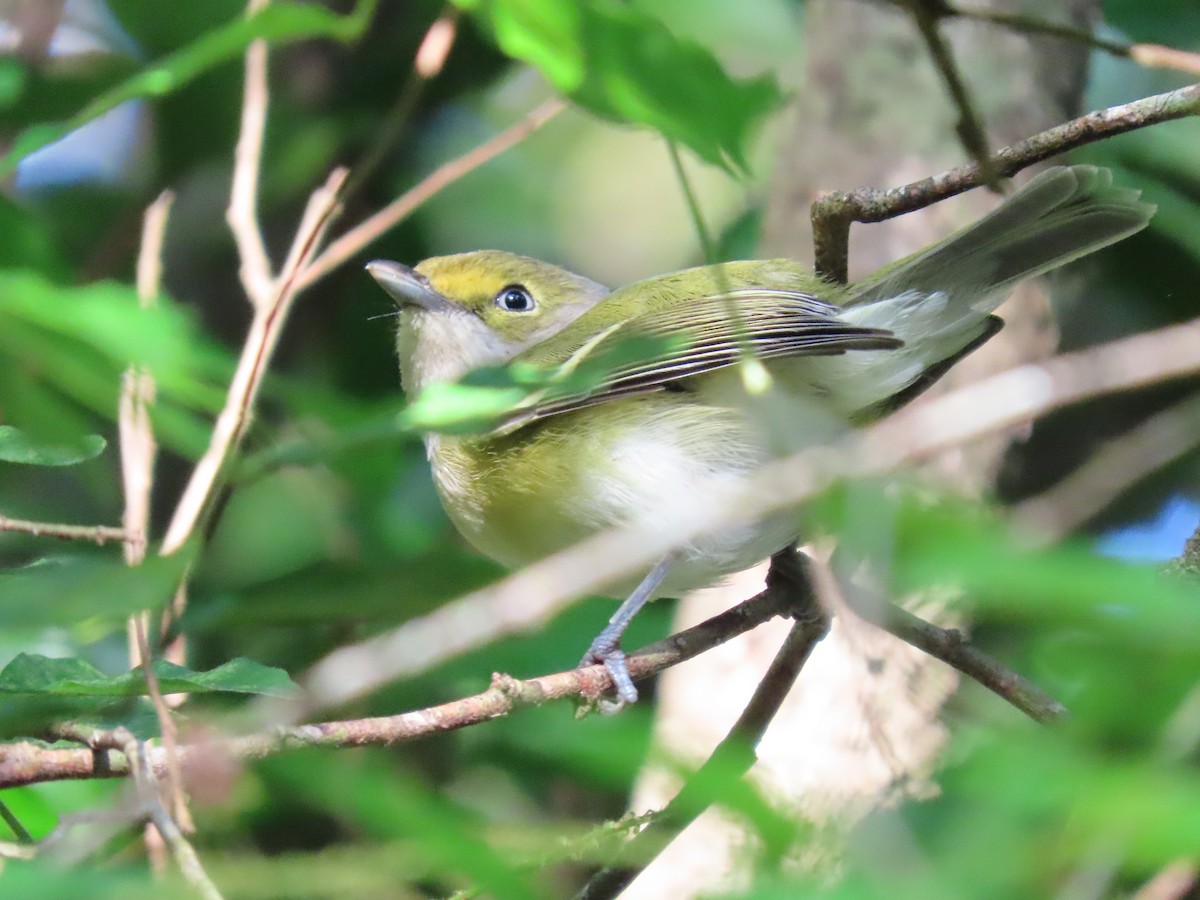 Vireo Ojiblanco - ML644647408