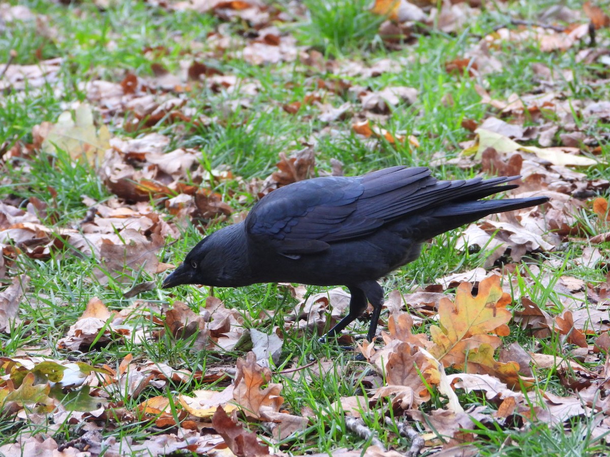 Taccola - ML644647409