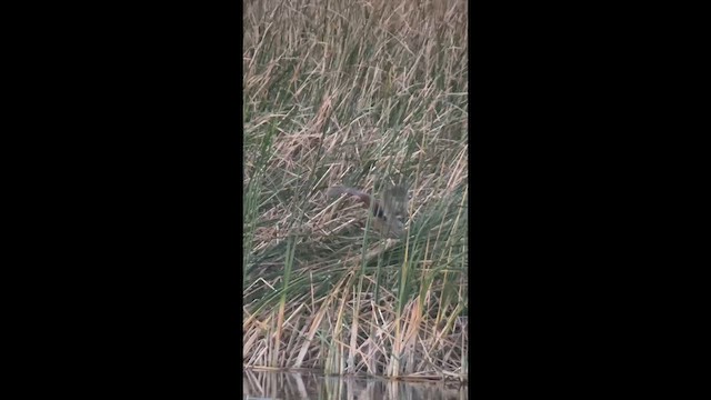 Eurasian Bittern - ML644647416