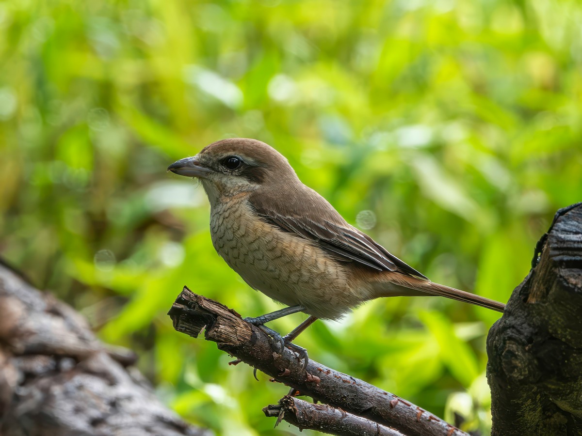 Brown Shrike (Brown) - ML644647417