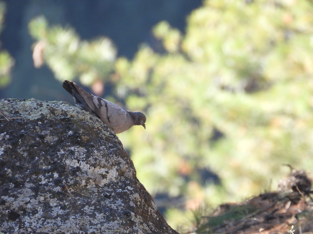 יונת בית - ML644647422