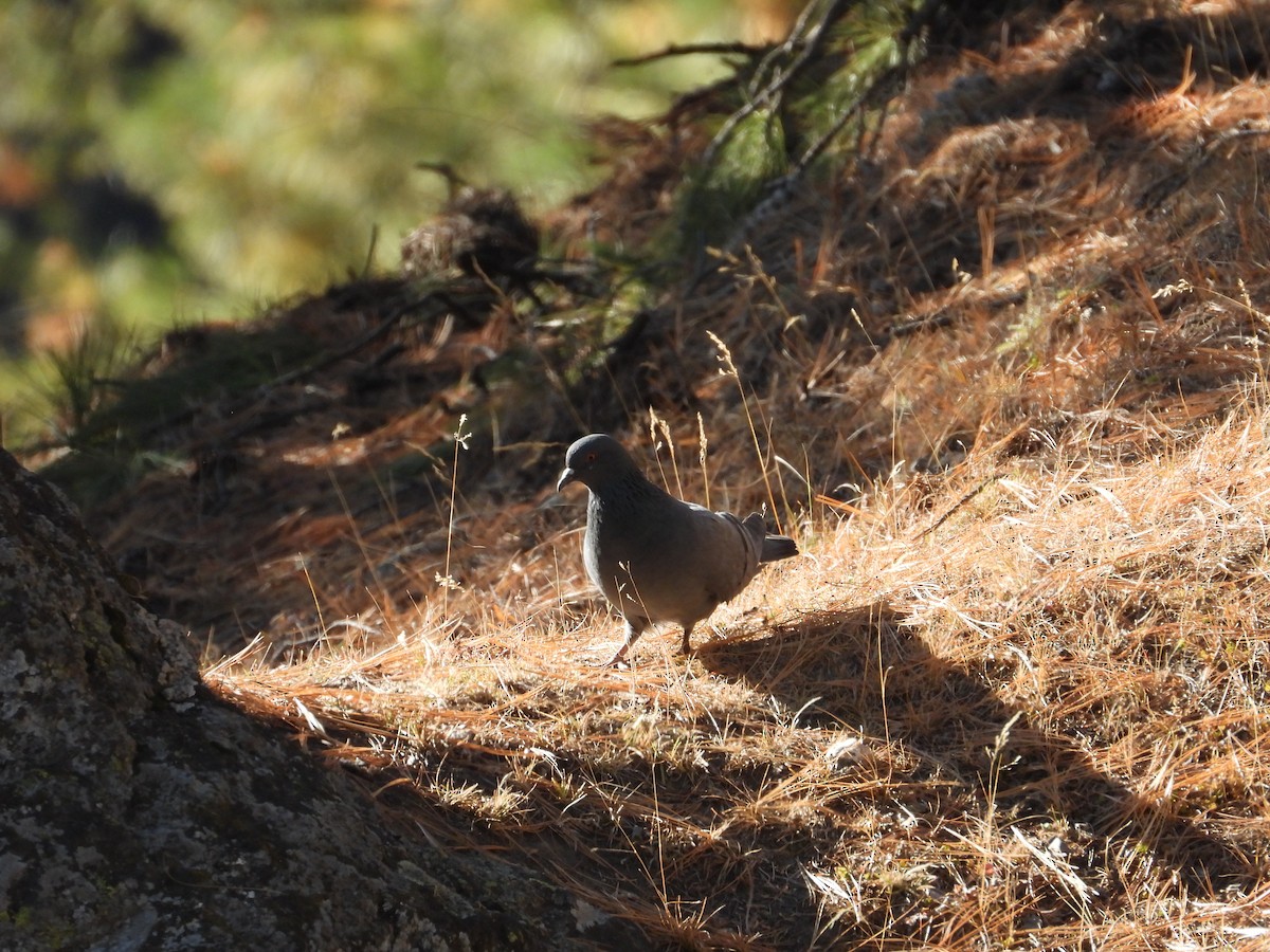 יונת בית - ML644647426