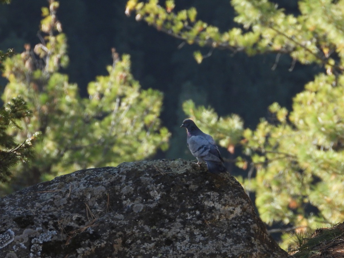 יונת בית - ML644647427
