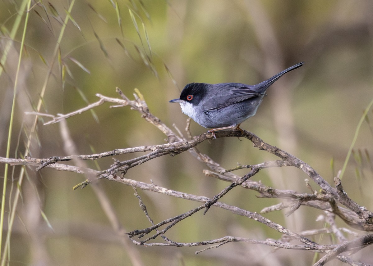 Txinbo burubeltza - ML644647429