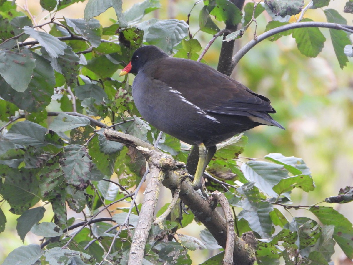 紅冠水雞 - ML644647430