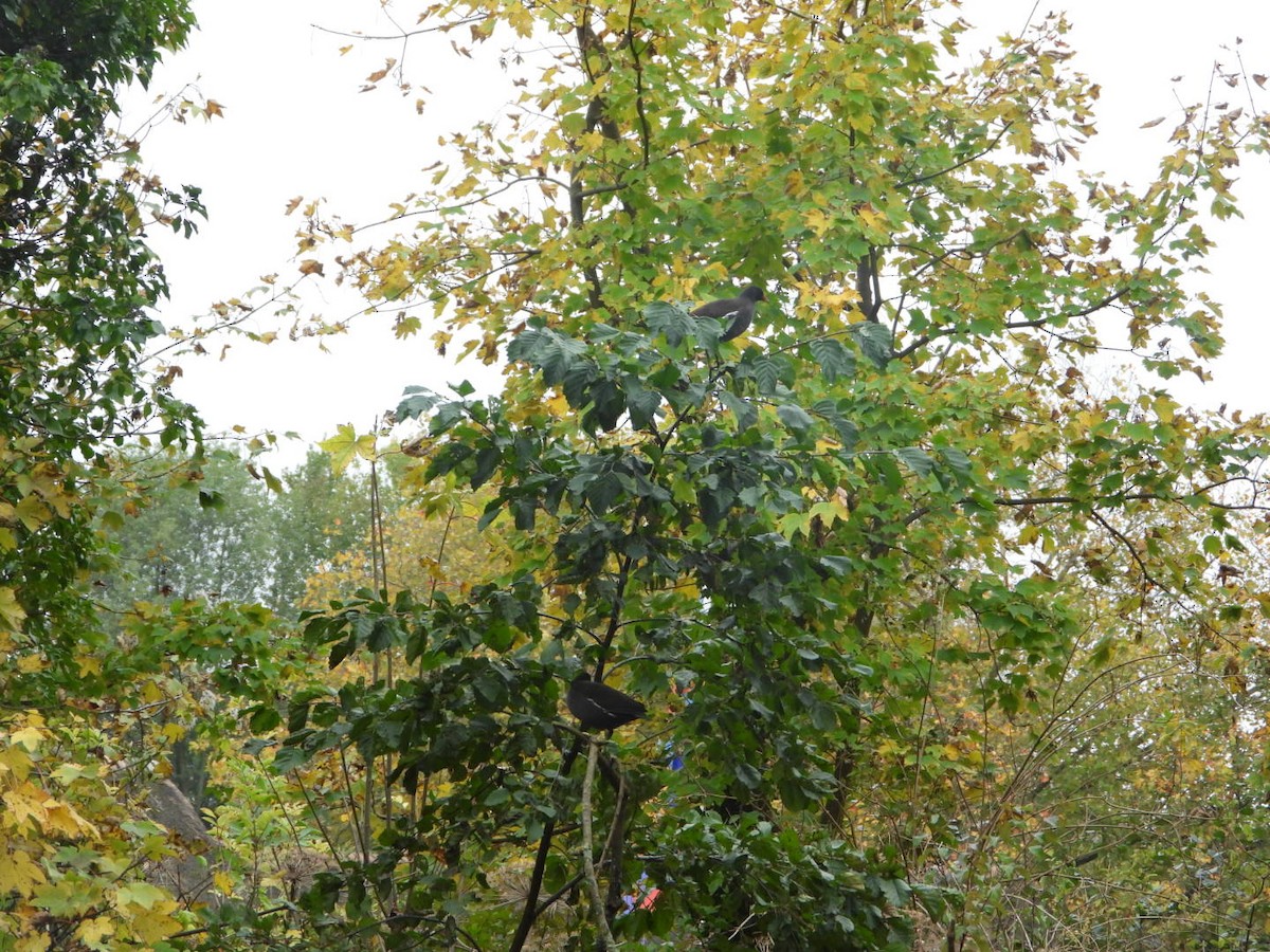 紅冠水雞 - ML644647431