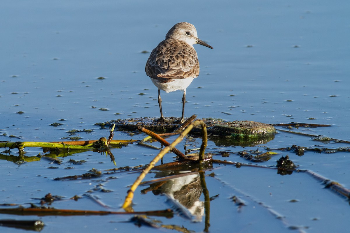 Одой элсэг - ML644647432