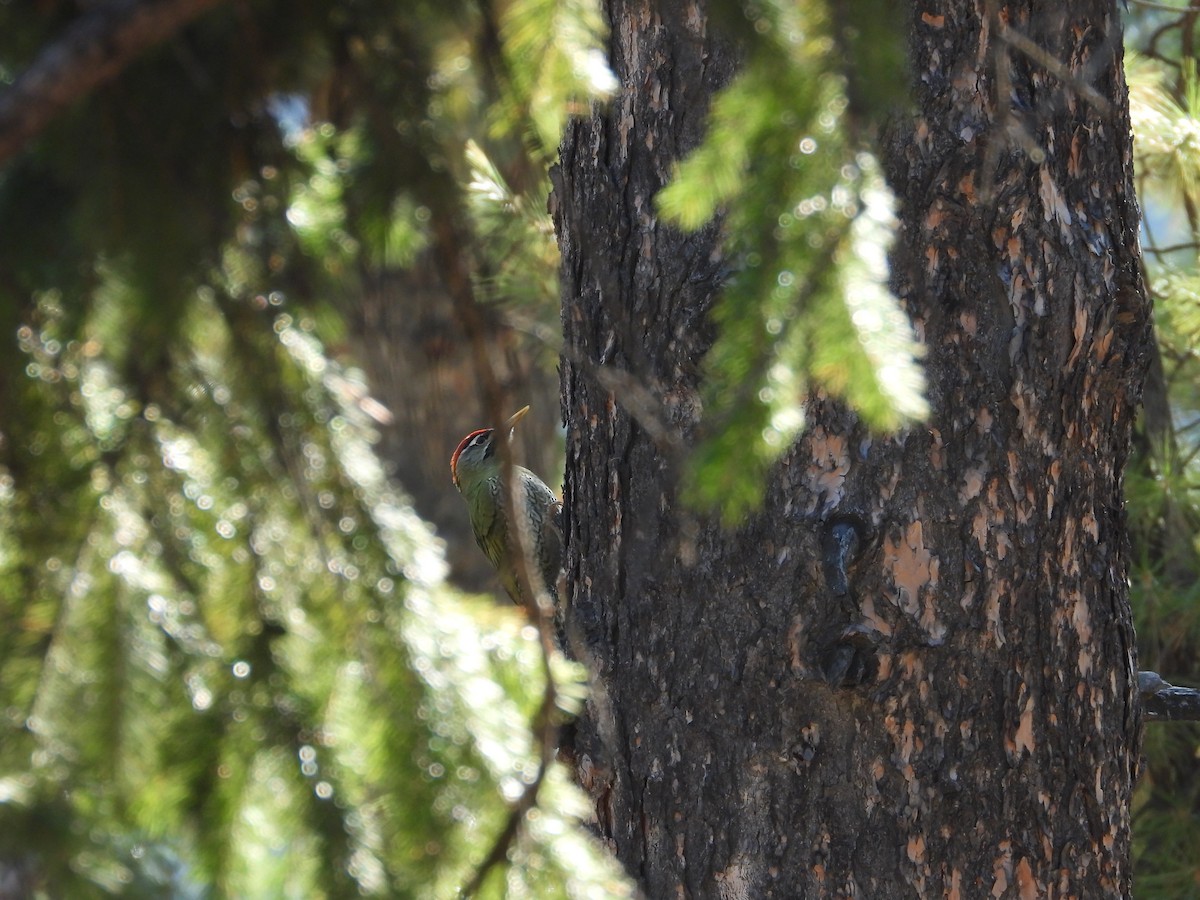 skjellbukspett - ML644647433