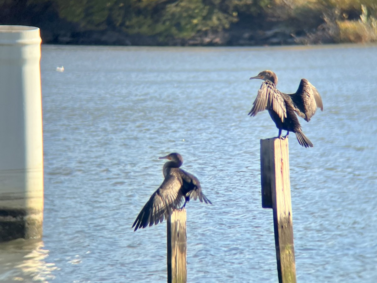 totoppskarv - ML644647436