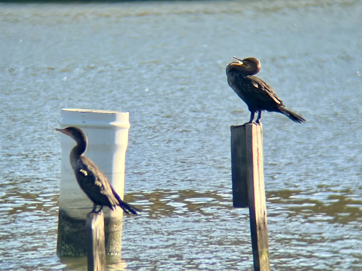 totoppskarv - ML644647437