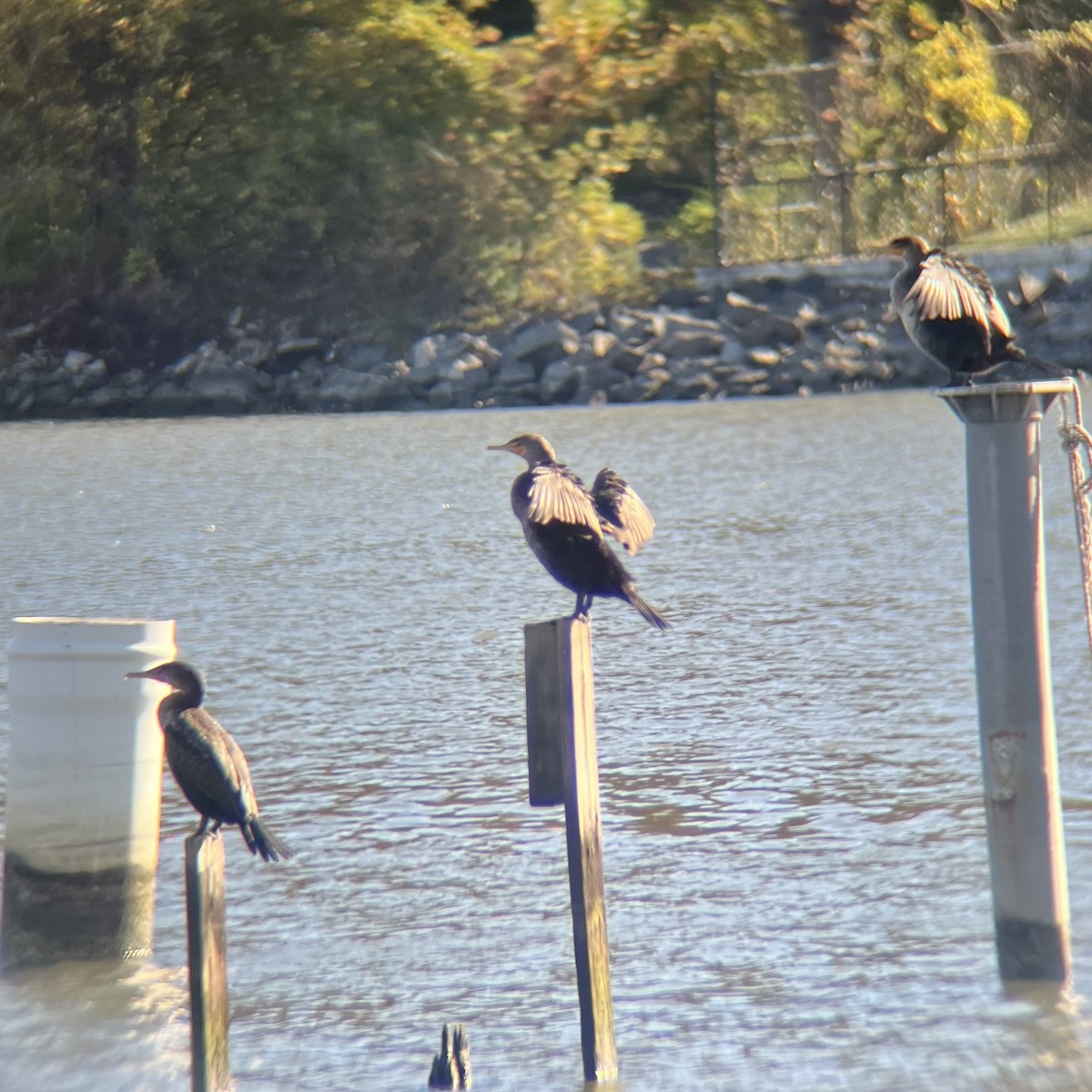 totoppskarv - ML644647438