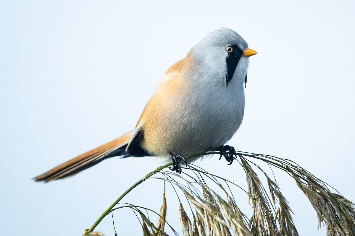 Bearded Reedling - ML644647440