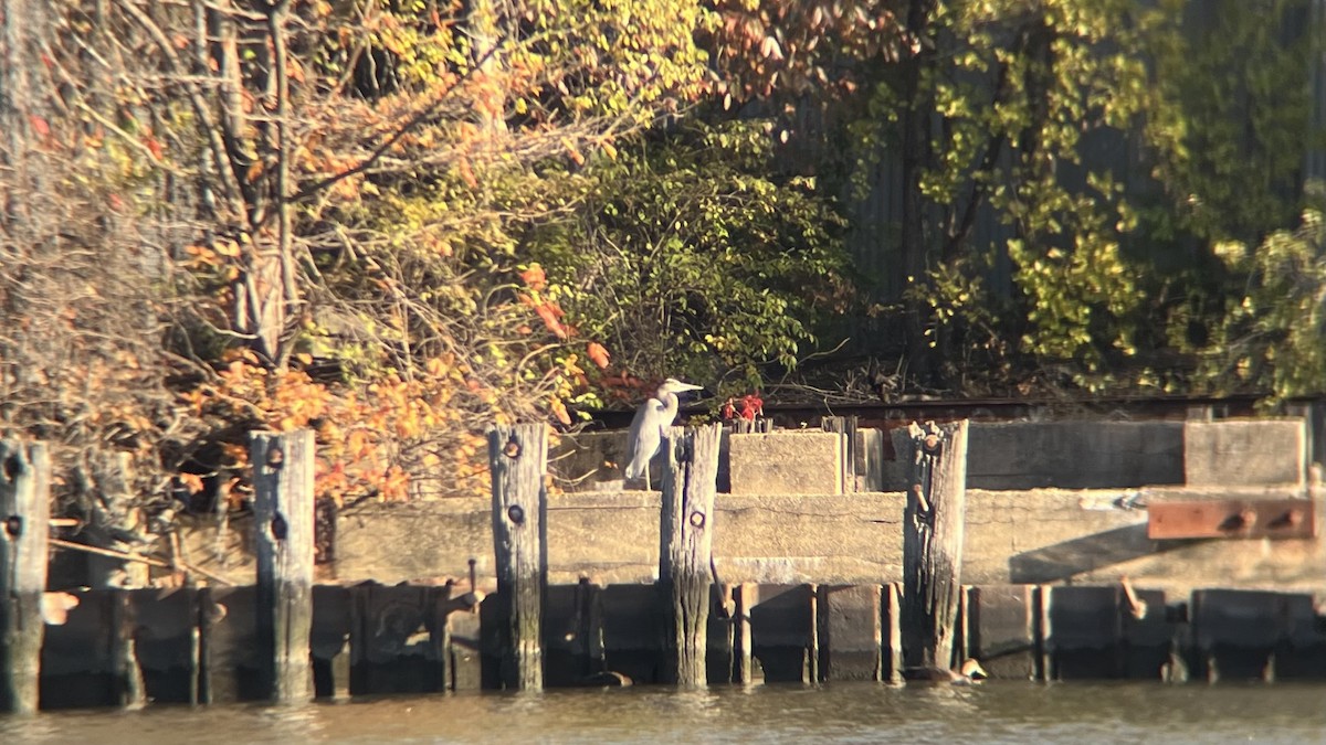 Great Blue Heron - ML644647449