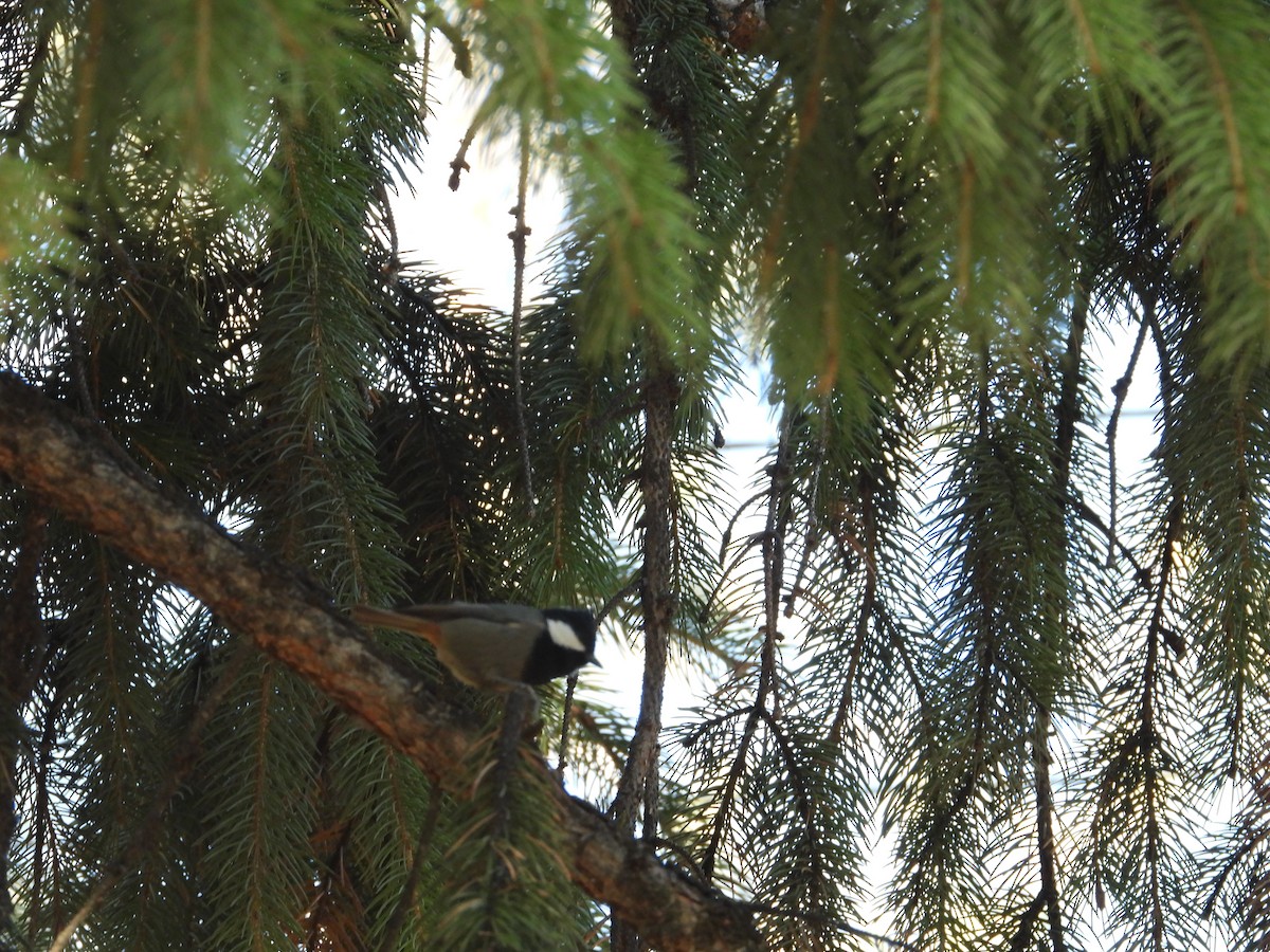 Rufous-naped Tit - ML644647471