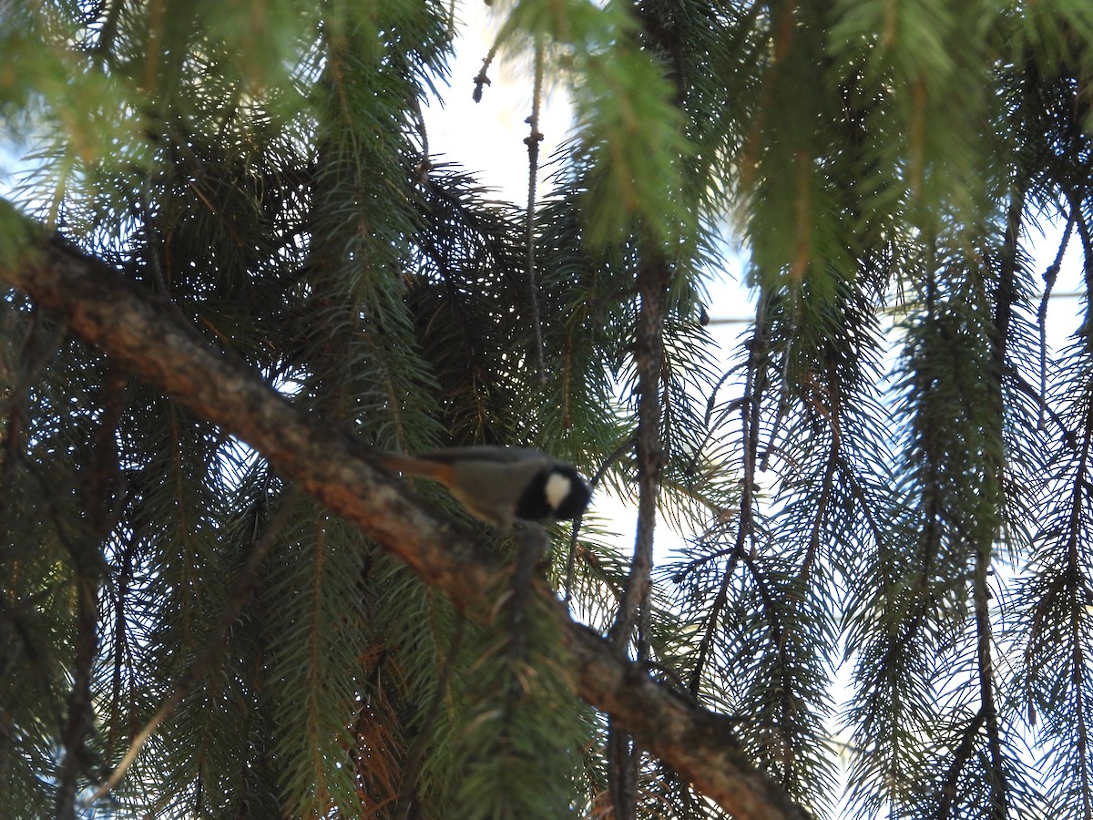 Rufous-naped Tit - ML644647472