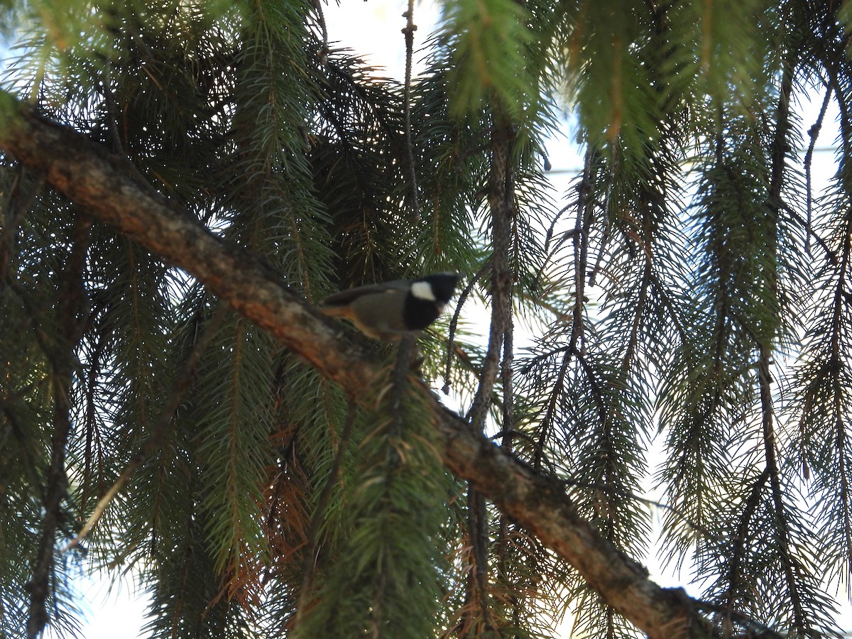 Rufous-naped Tit - ML644647473