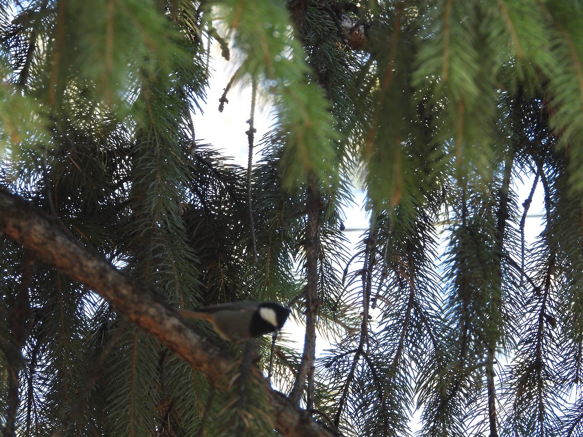 Rufous-naped Tit - ML644647474