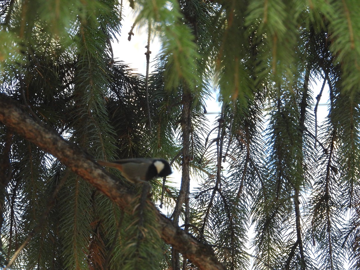 Rufous-naped Tit - ML644647475