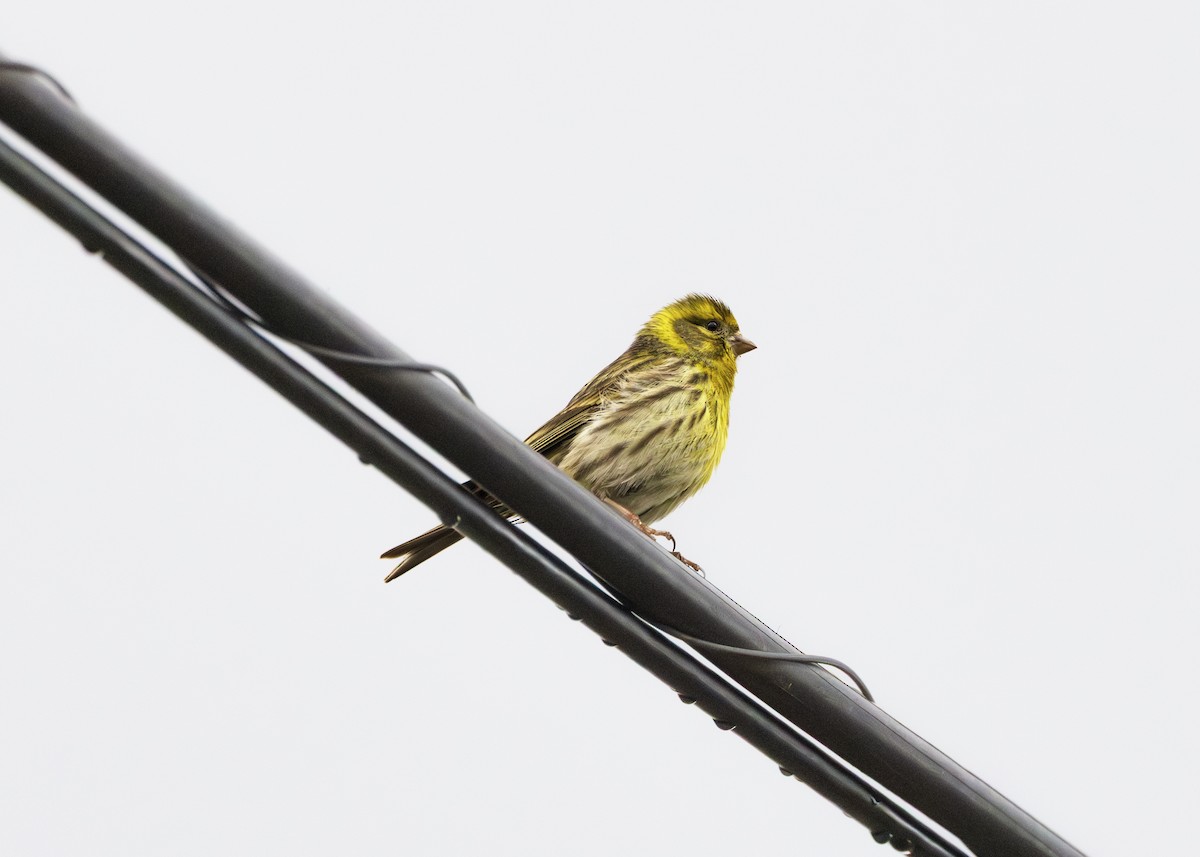 Girlitz - ML644647476