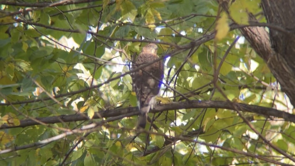 Cooper's Hawk - ML644647477