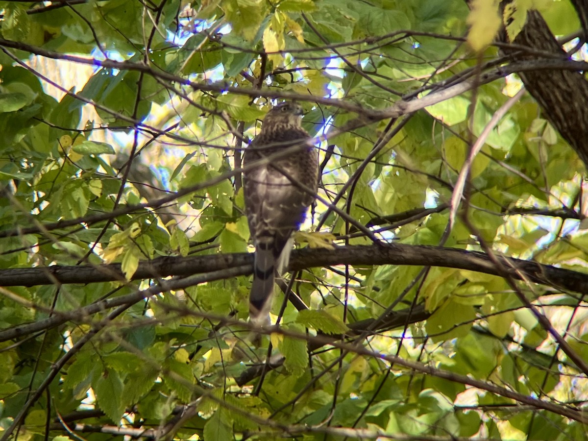 Cooper's Hawk - ML644647478