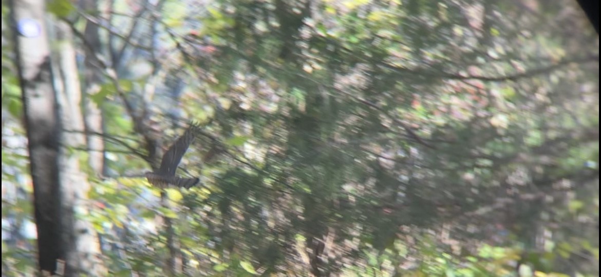 Cooper's Hawk - ML644647479