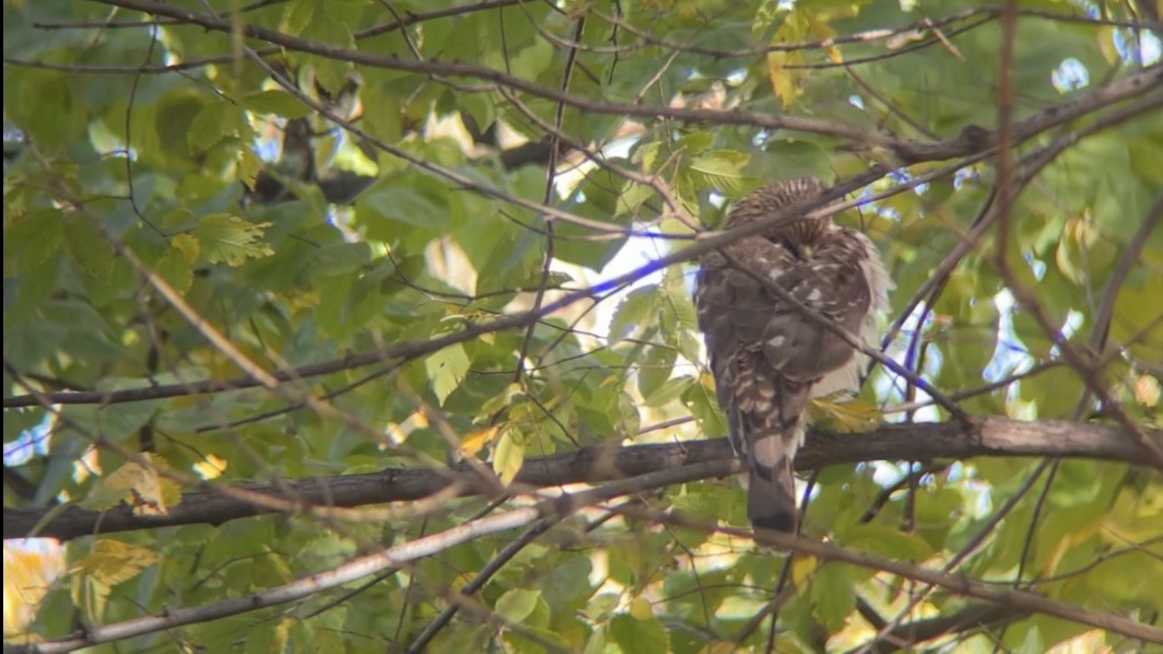 Cooper's Hawk - ML644647480