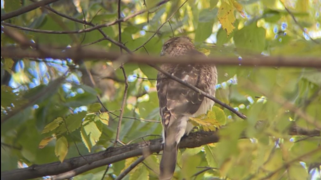 Cooper's Hawk - ML644647481