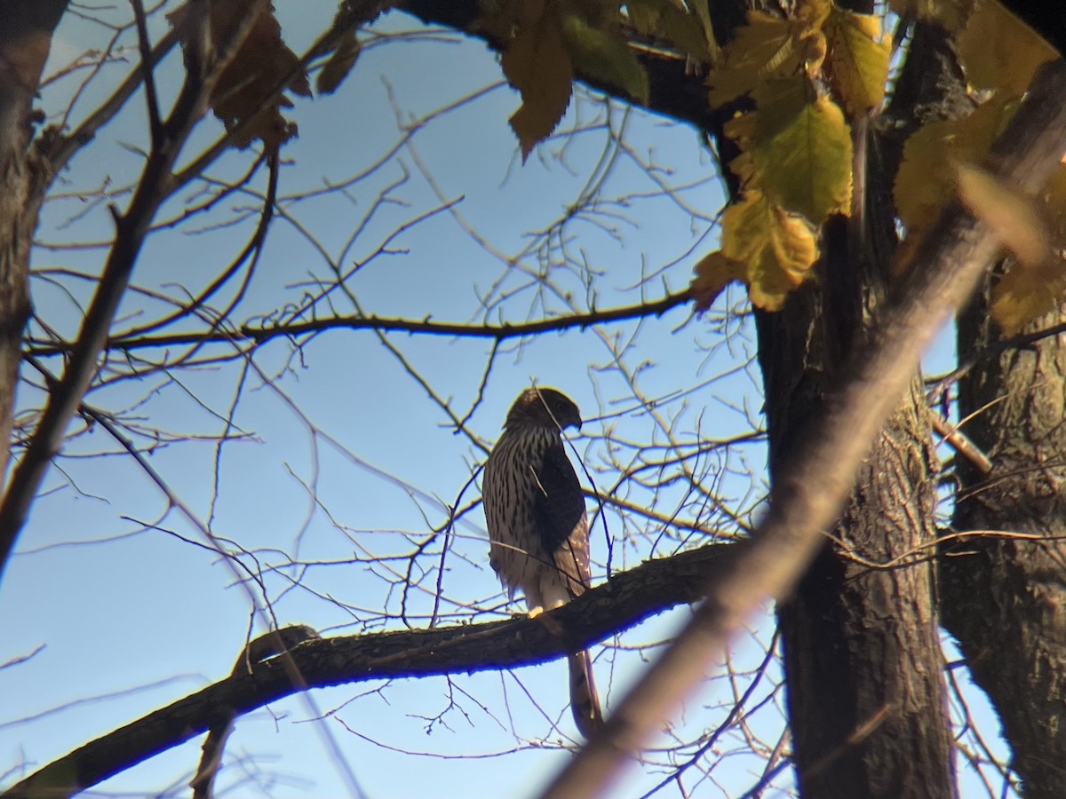 Cooper's Hawk - ML644647482