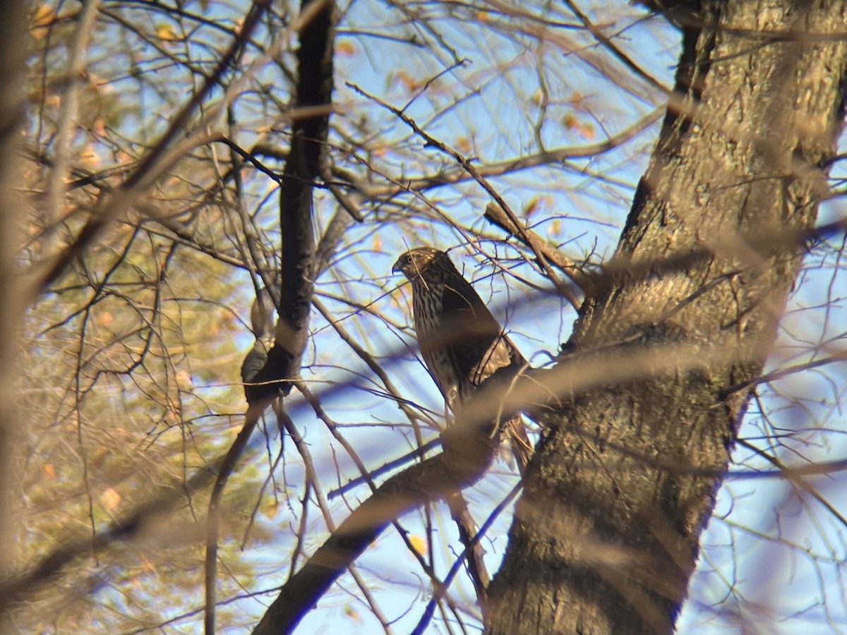 Cooper's Hawk - ML644647483