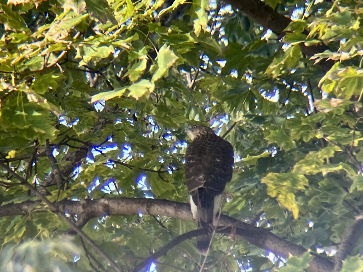 Cooper's Hawk - ML644647484