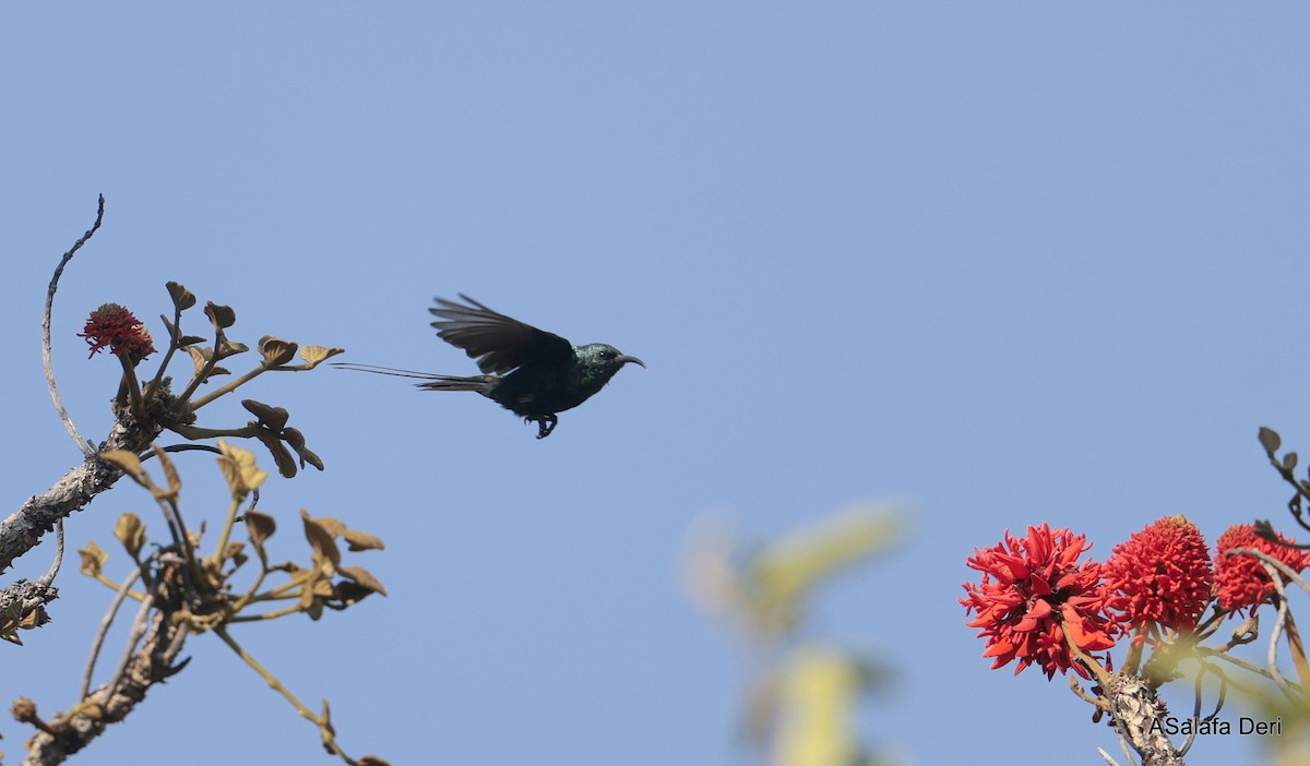 Bronze Sunbird - ML644647500