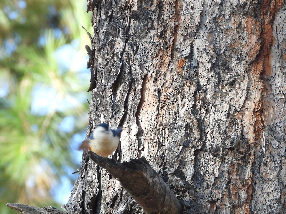 White-cheeked Nuthatch - Zafeer Ahmed Shaikh