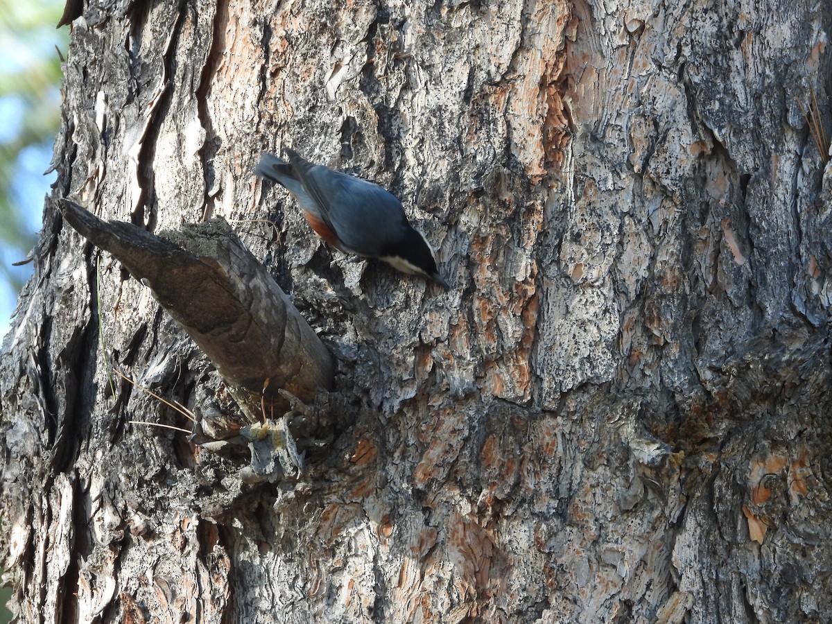 White-cheeked Nuthatch - Zafeer Ahmed Shaikh