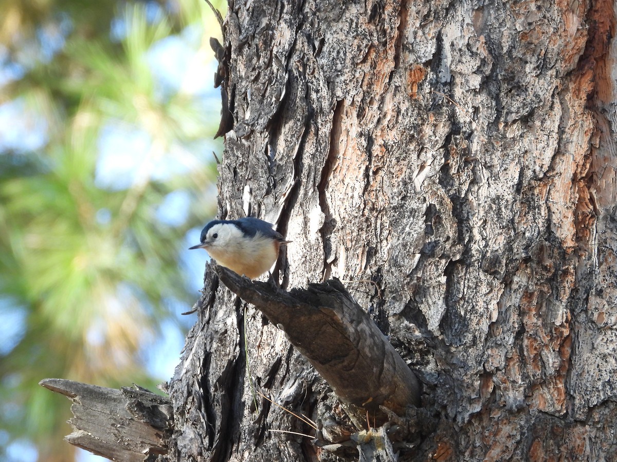 White-cheeked Nuthatch - Zafeer Ahmed Shaikh