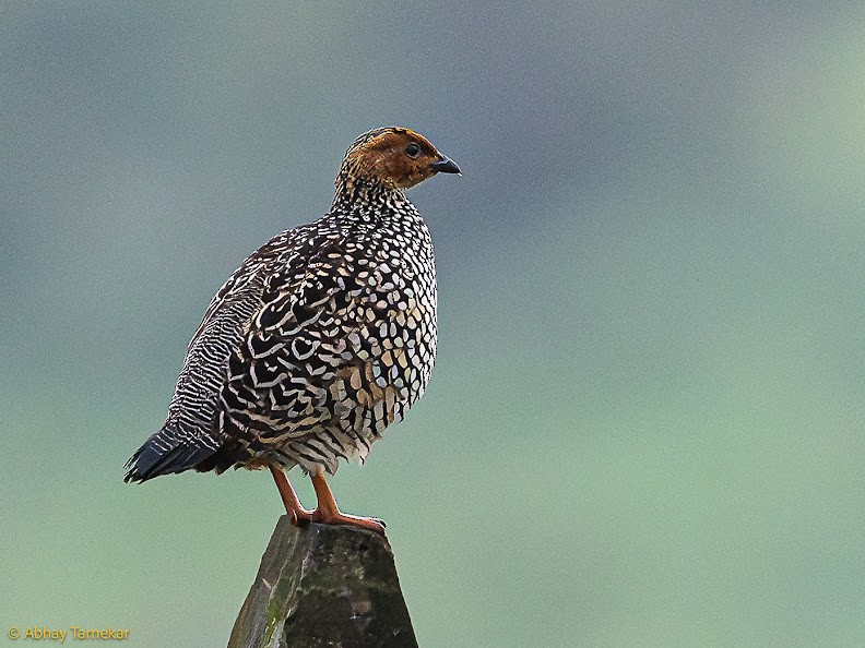 Painted Francolin - Abhay Tarnekar