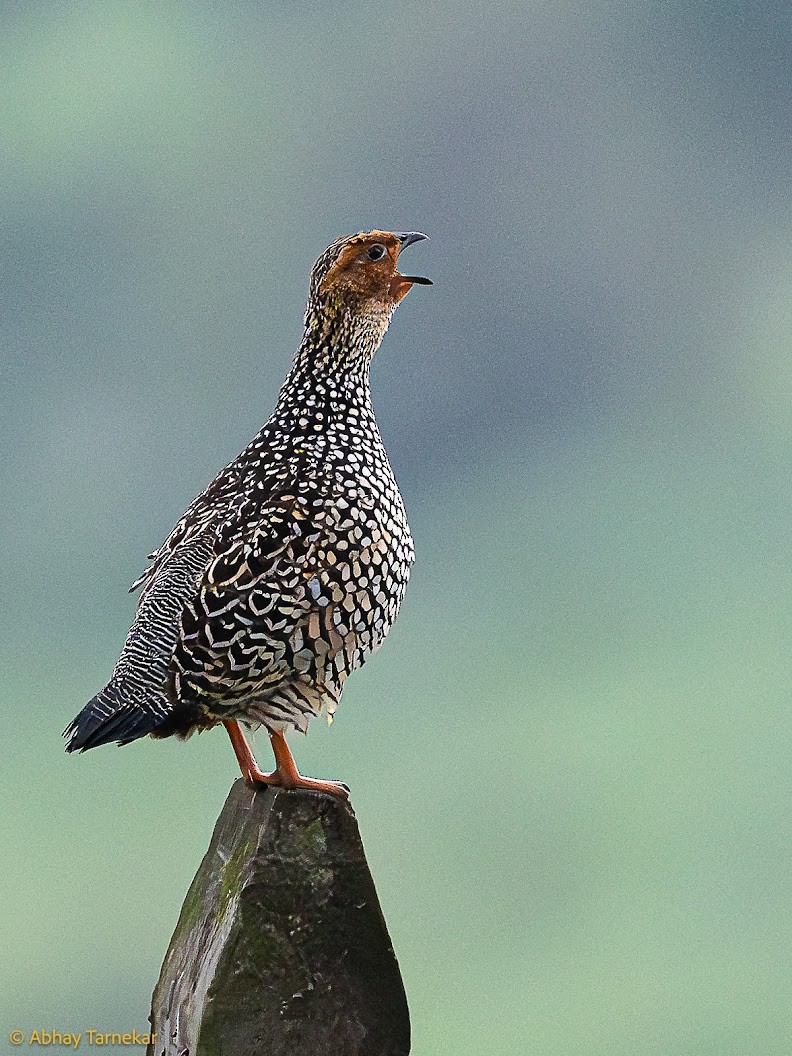 Painted Francolin - Abhay Tarnekar