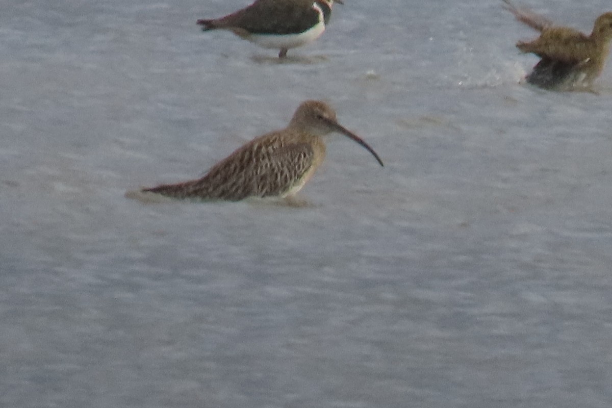 Морин тутгалжин - ML644647521